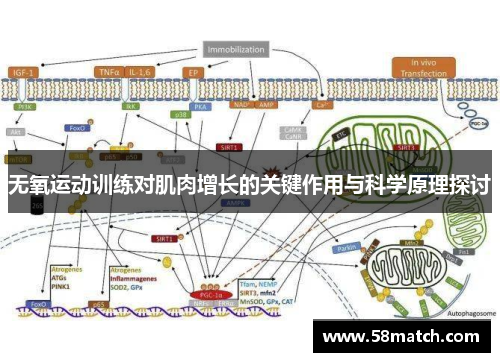 无氧运动训练对肌肉增长的关键作用与科学原理探讨